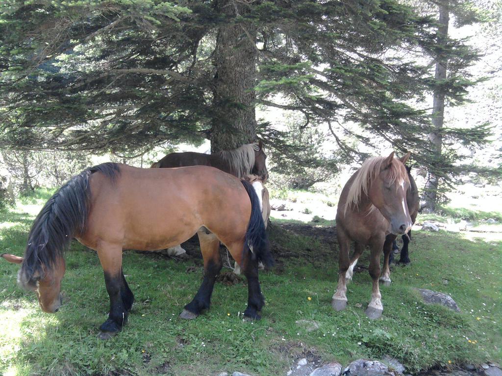 Vacances Perennes Cauterets Dış mekan fotoğraf